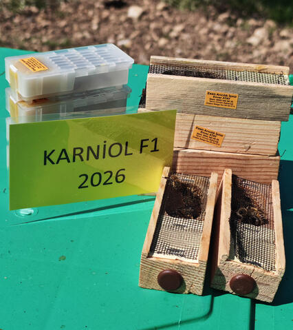 Çalıştığımız arı ırkı karniol f1 Çalıştığımız arı ırkı karniol f1